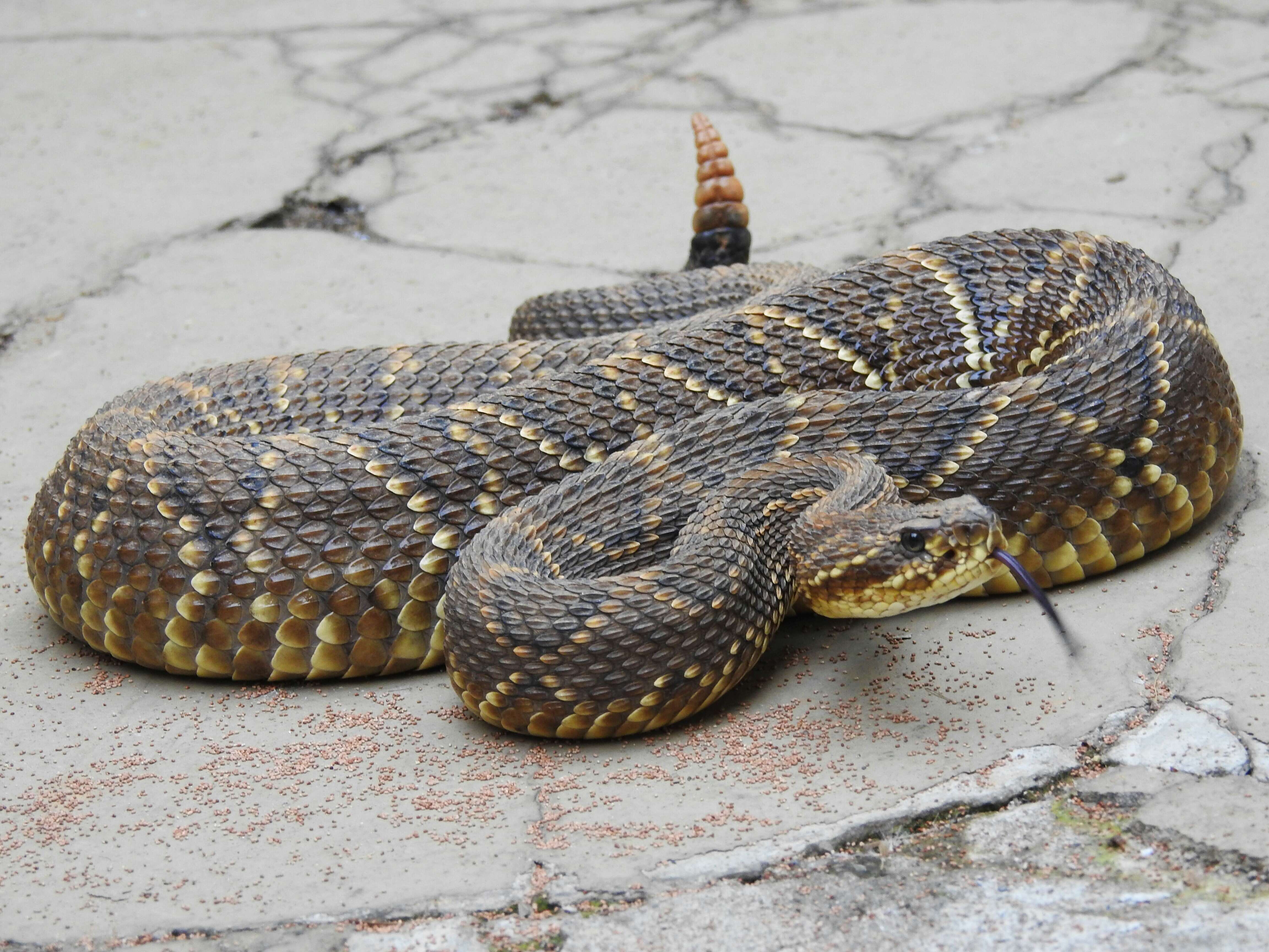 صورة Crotalus durissus Linnaeus 1758