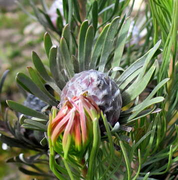 Image of Linear-leaf Conebush