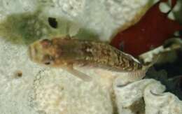 Image of Spotted goby