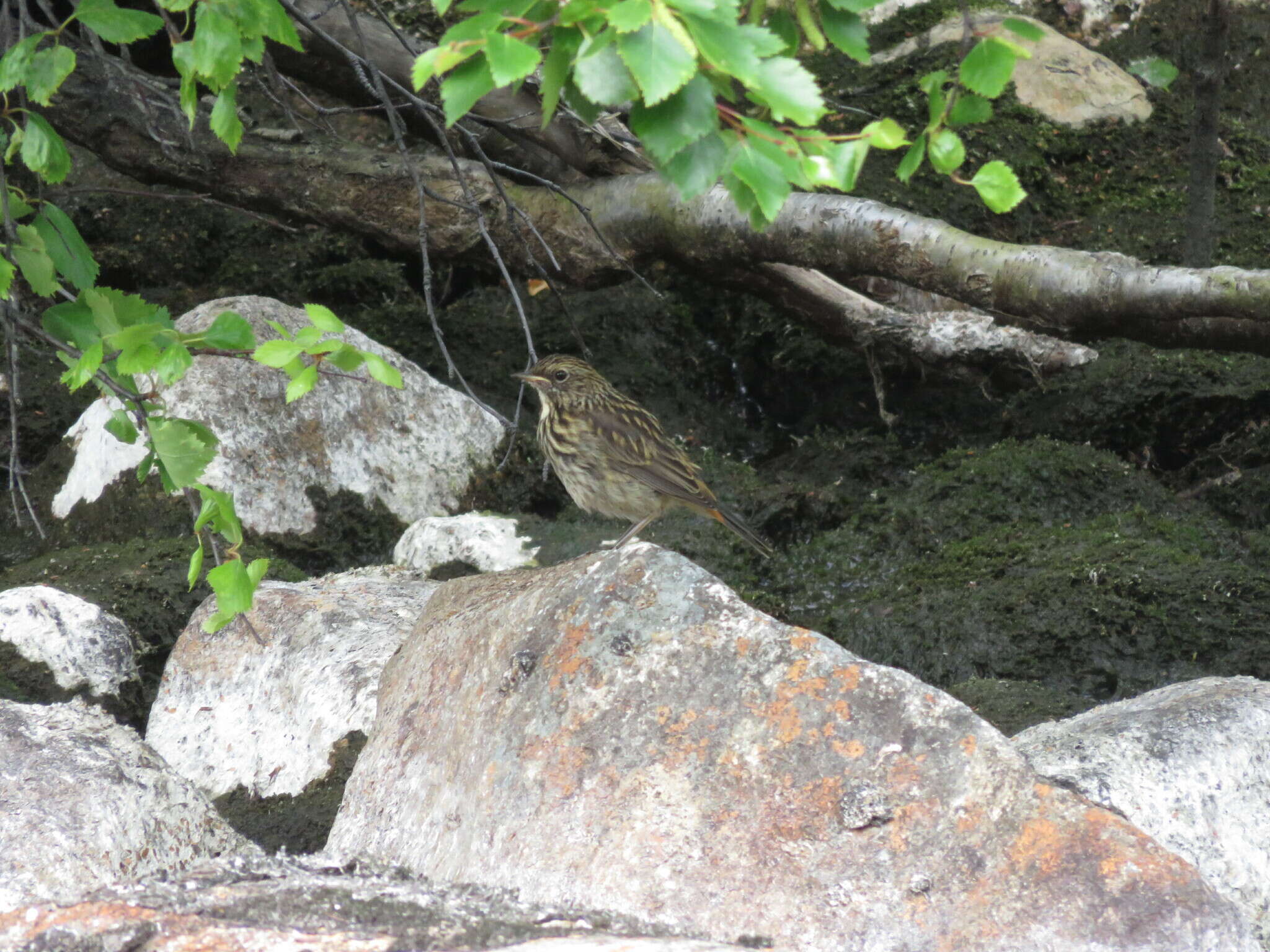 Image of Luscinia svecica svecica (Linnaeus 1758)