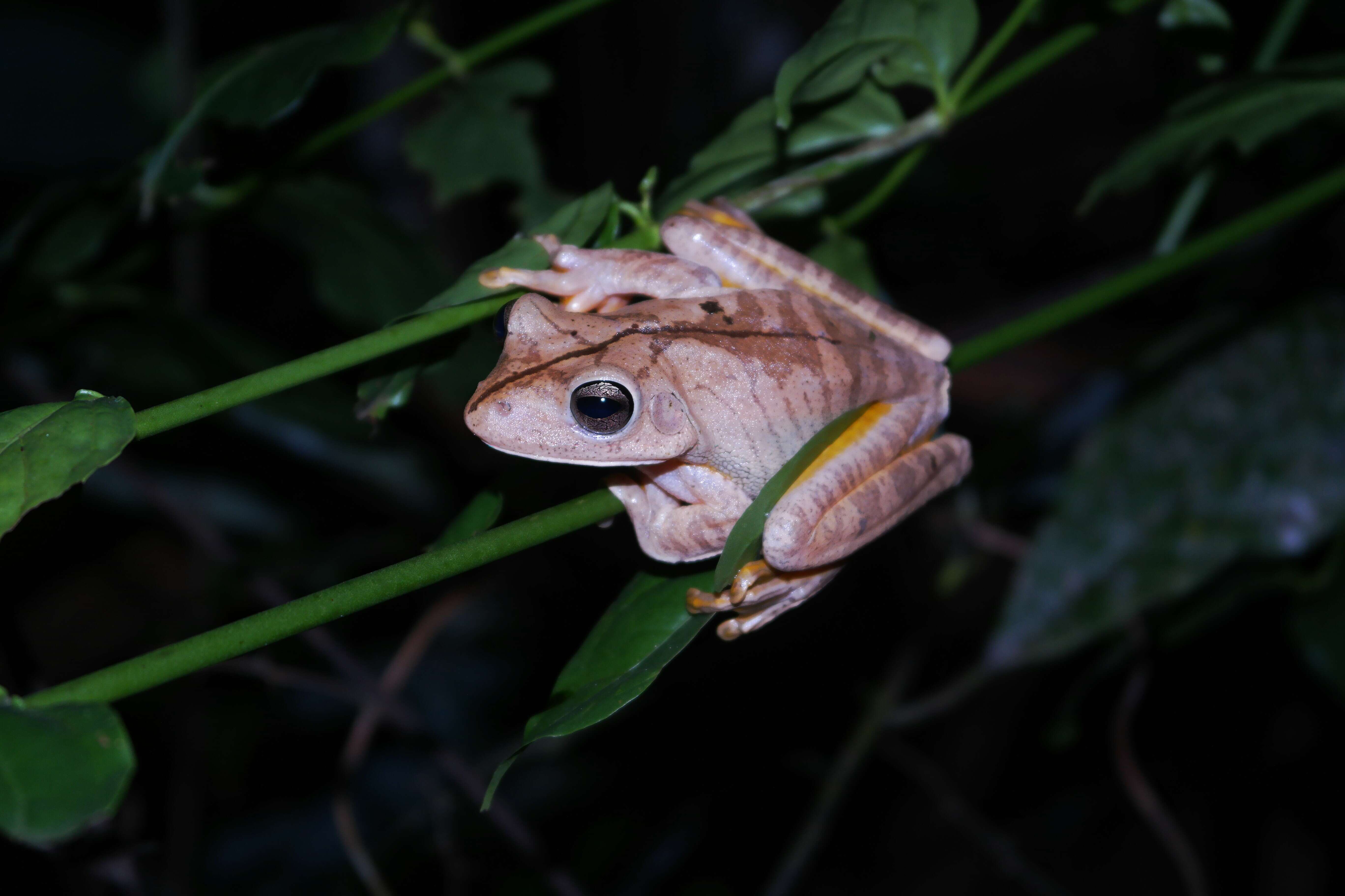 Image of Blacksmith tree frog