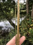 Image of Narrow Plume Grass