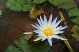 Image of Cape Blue Water-Lily