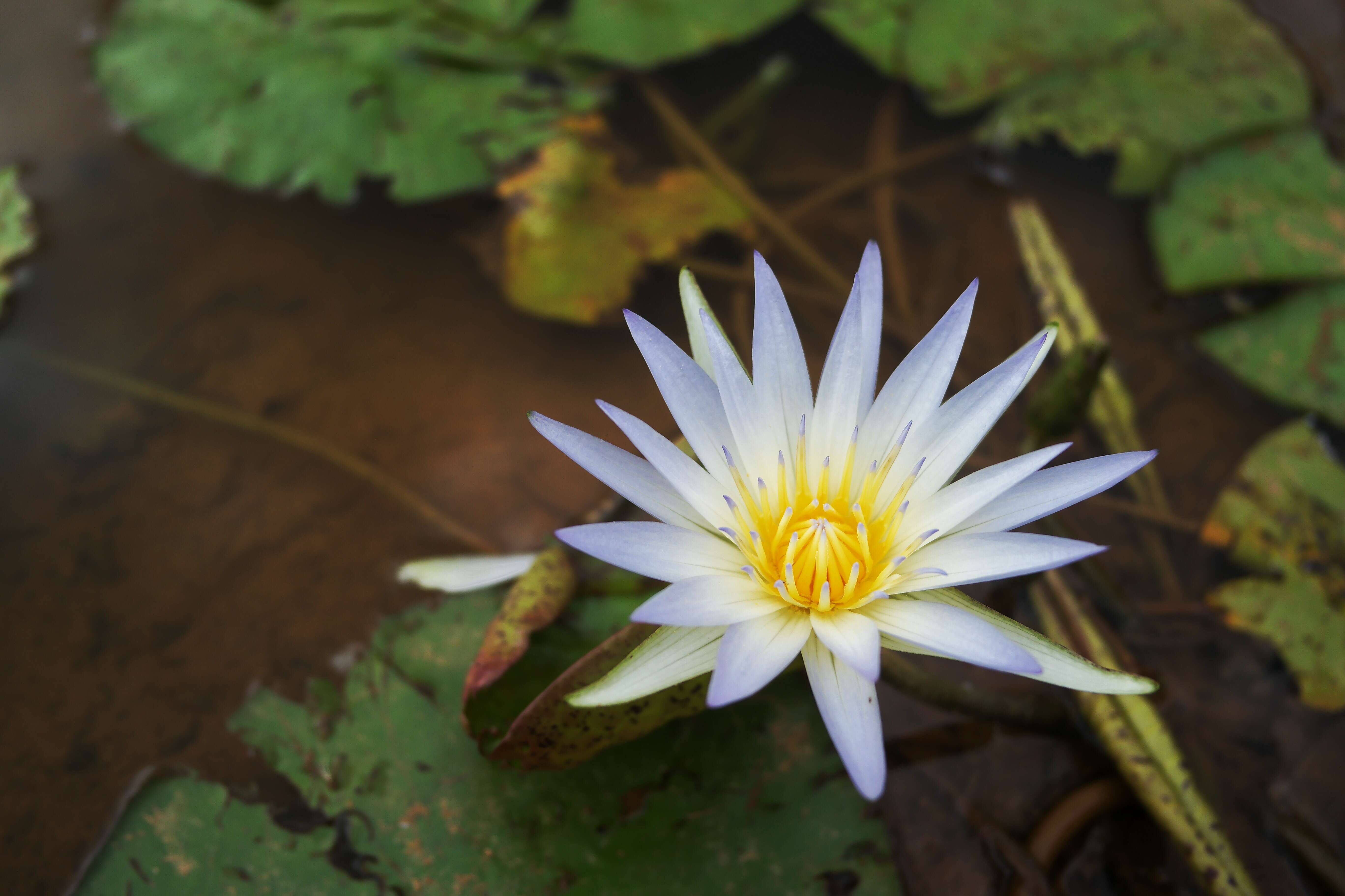 Image of Cape Blue Water-Lily