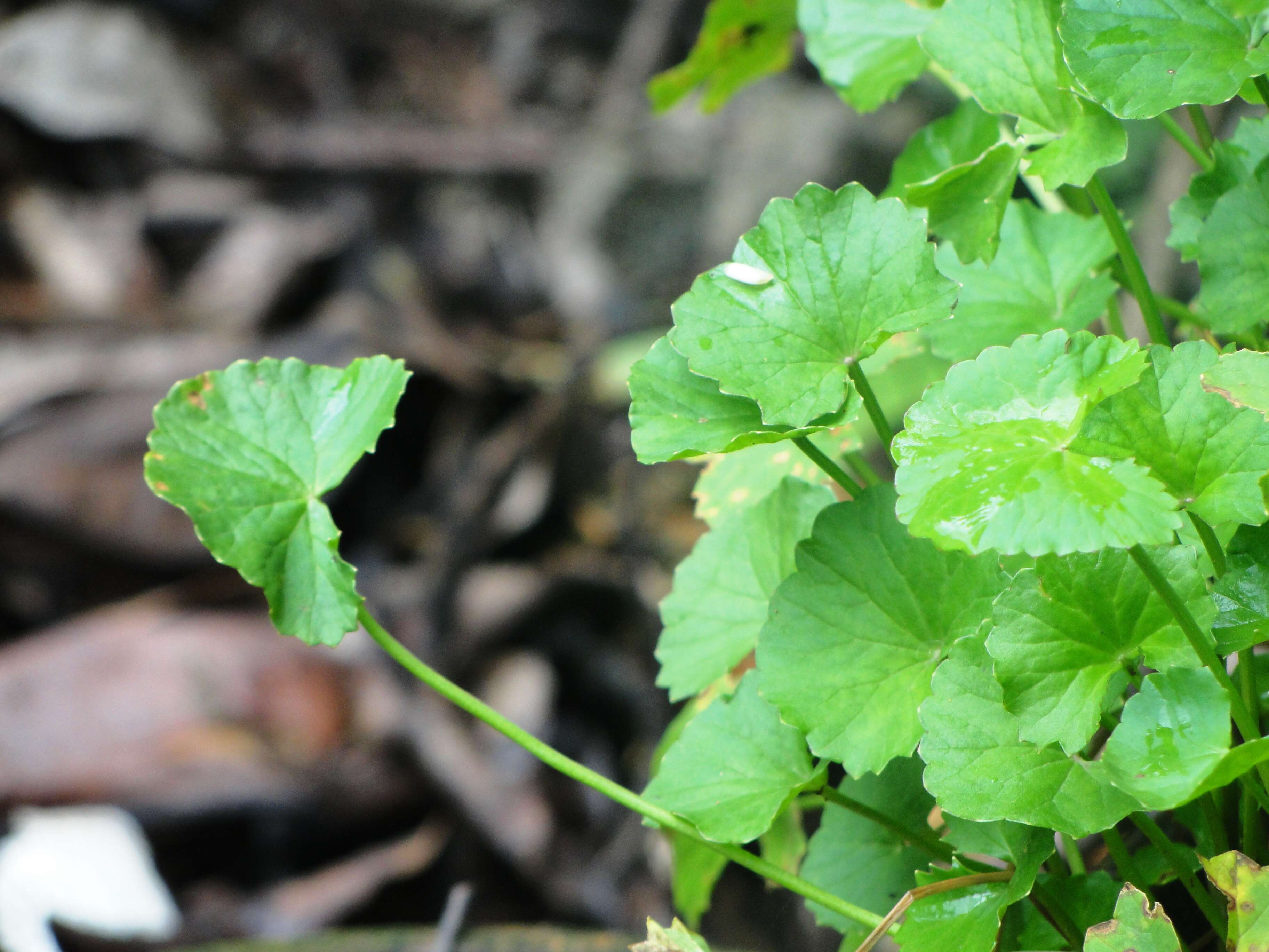 Слика од Centella asiatica (L.) Urb.