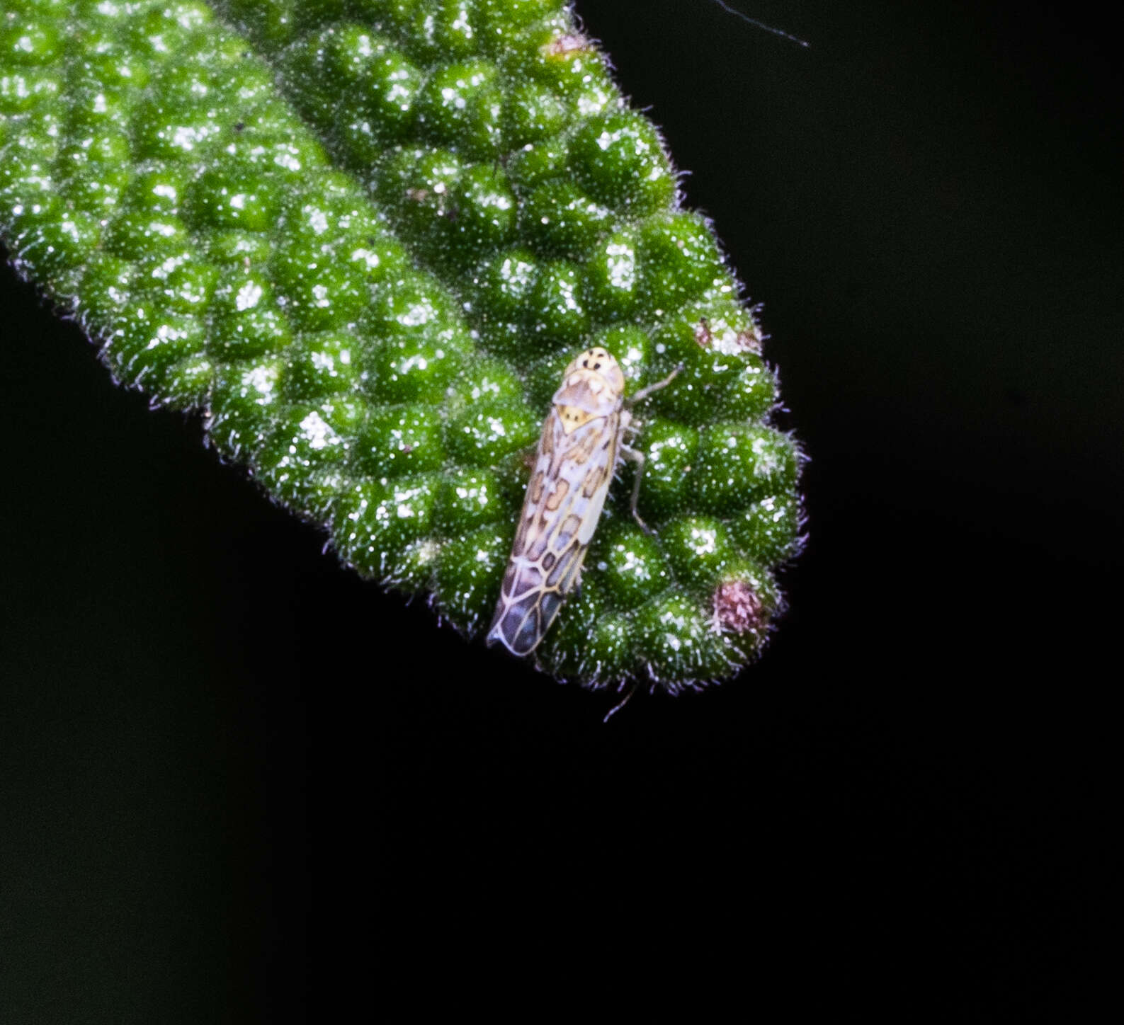 Image of Ligurian Leafhopper