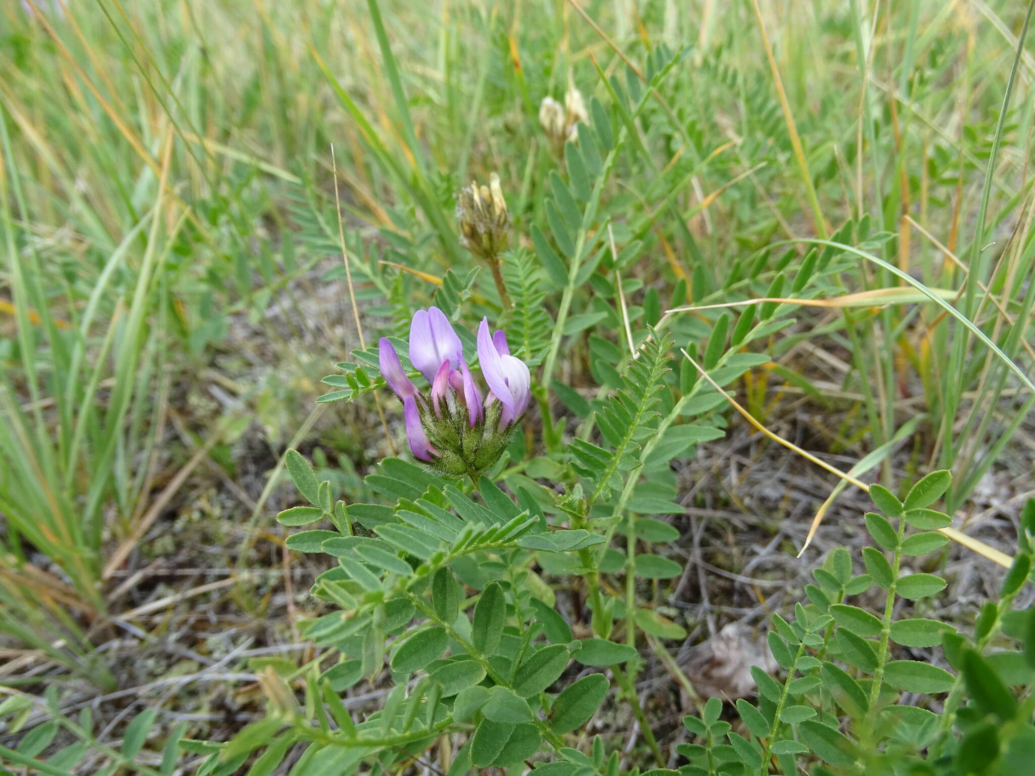 Слика од Astragalus agrestis Douglas ex Hook.