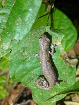 Image of Bolitoglossa equatoriana Brame & Wake 1972