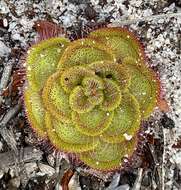 صورة Drosera zonaria Planch.