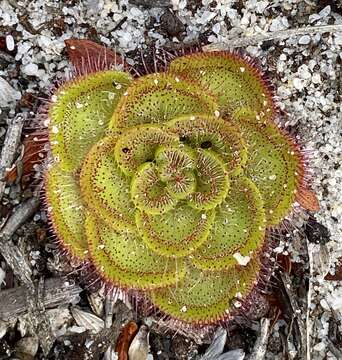 Image of Drosera zonaria Planch.