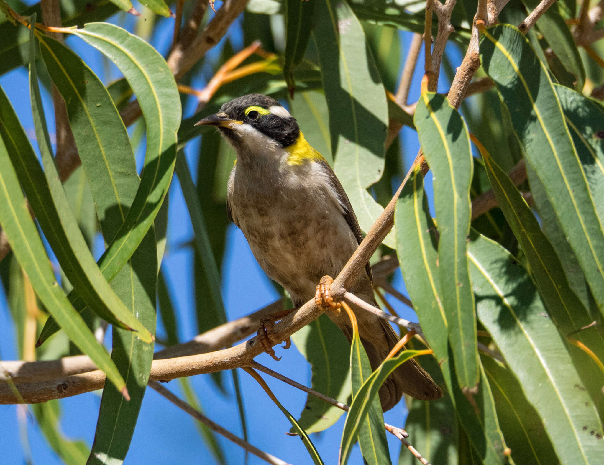 صورة Melithreptus gularis laetior Gould 1875