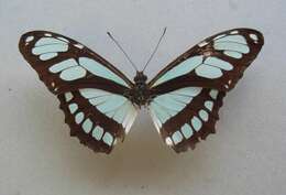 Image of dido longwing