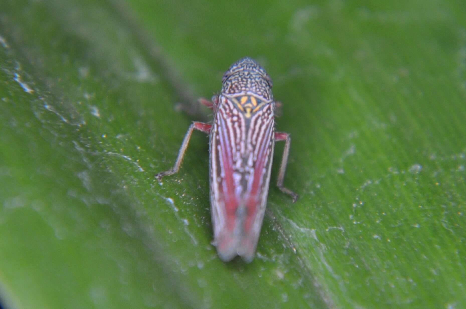 Image of Graphocephala punctulata (Signoret 1853)