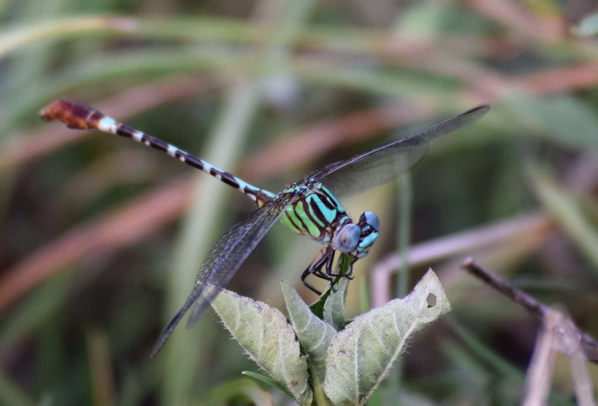 Image of Blue-faced Ringtail