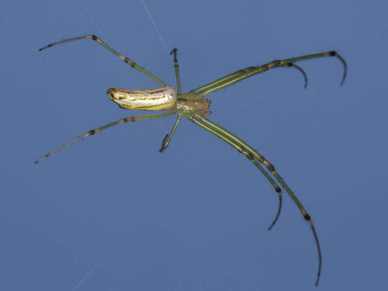 Image of Leucauge kibonotensis Tullgren 1910