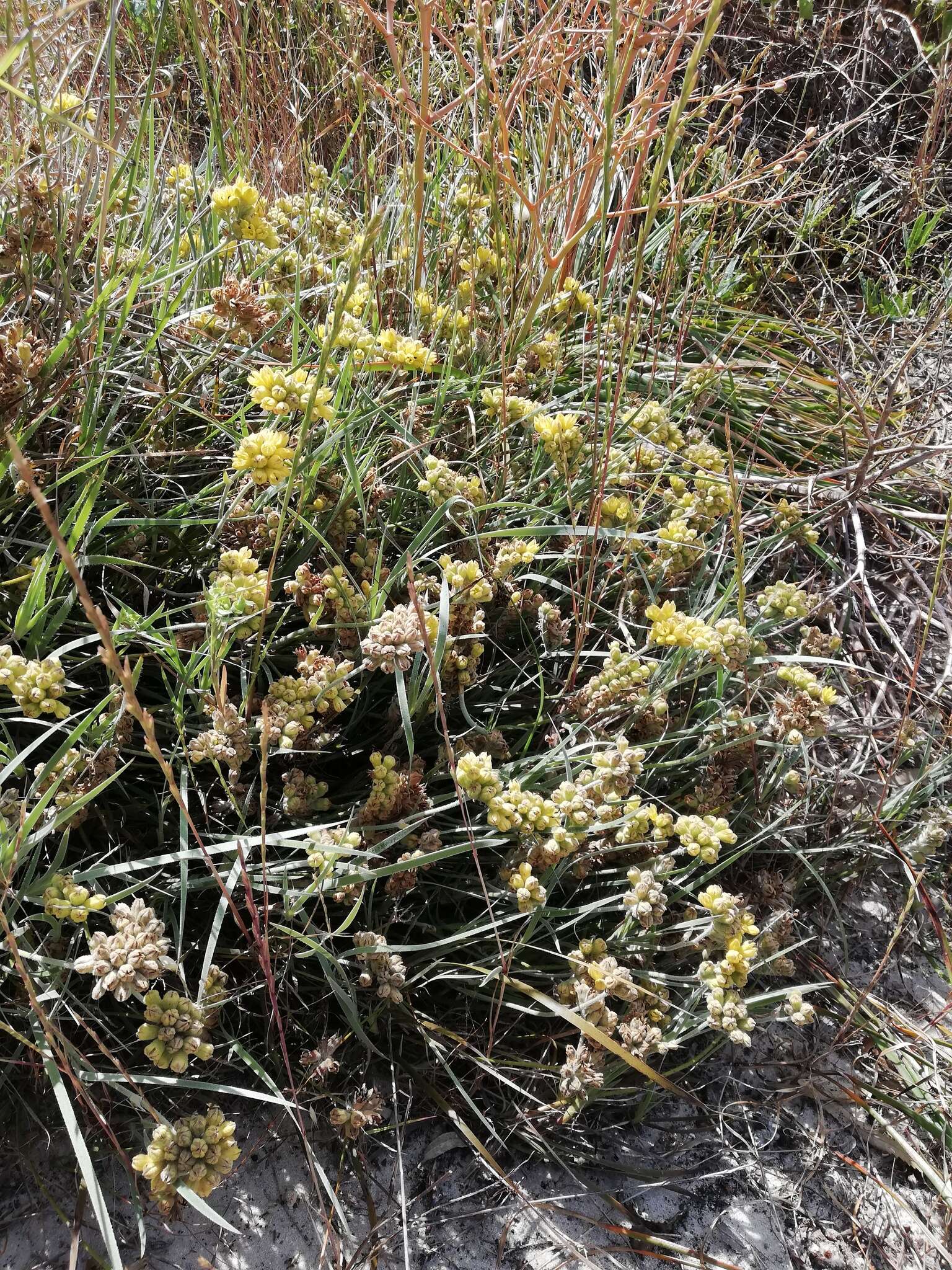 Image of Conostylis candicans subsp. candicans