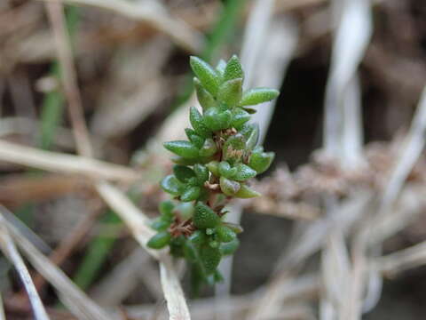 Image of Siberian pygmyweed