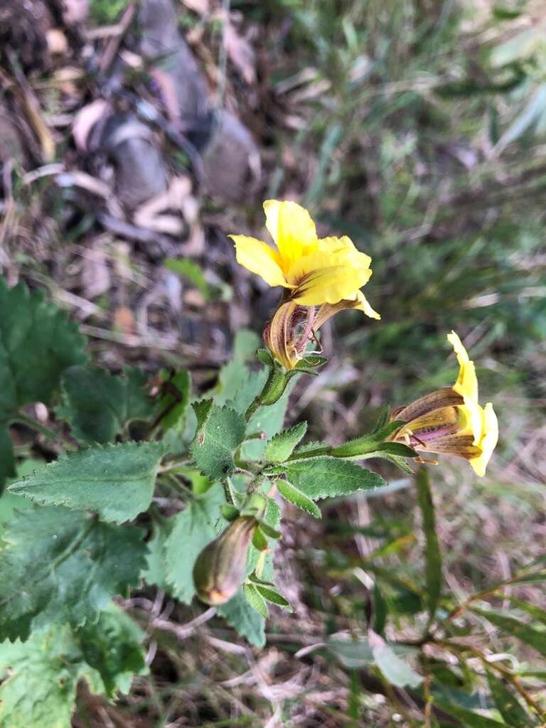 Image of Goodenia grandiflora Sims