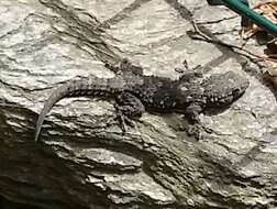 Image of Common Wall Gecko