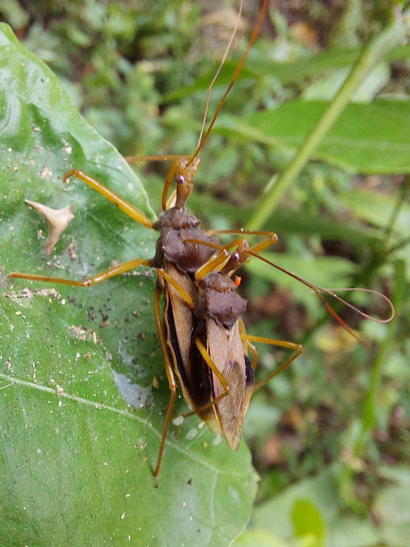 Image of Montina distincta (Stål 1859)