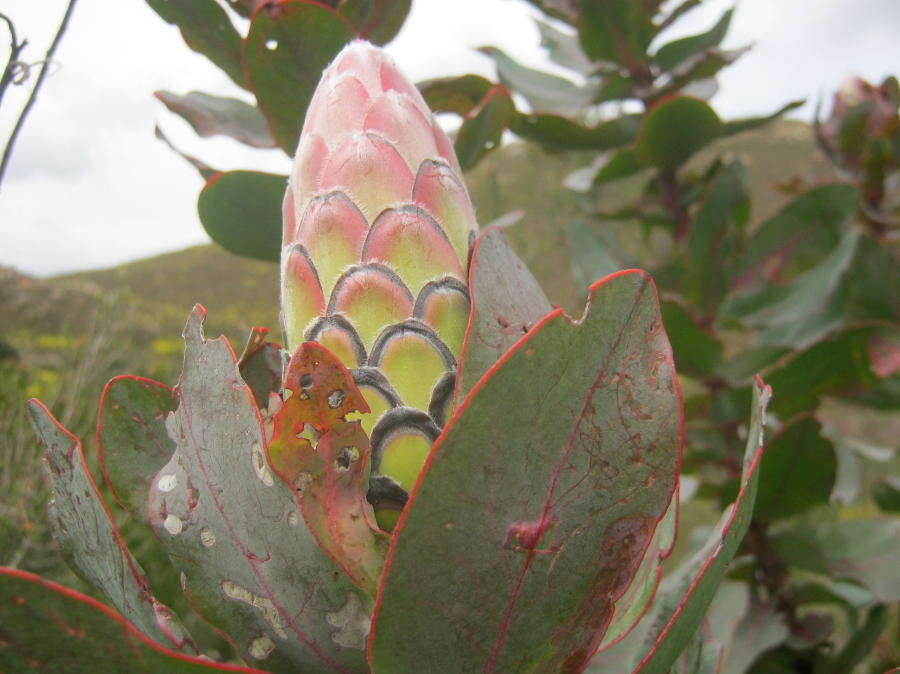 Image of Broad-leaved protea