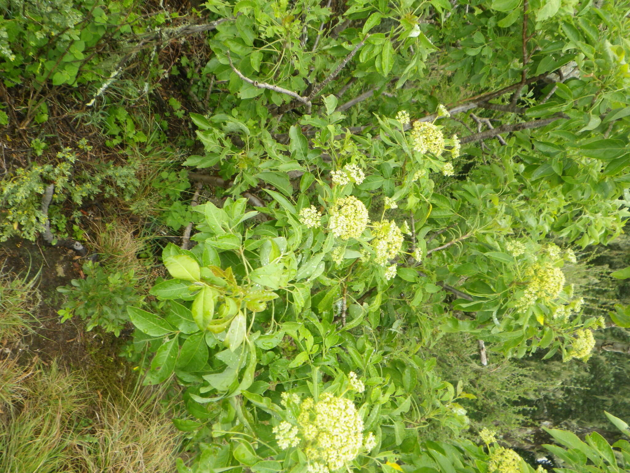 Heteromorpha arborescens (Thunb.) Cham. & Schltdl.的圖片