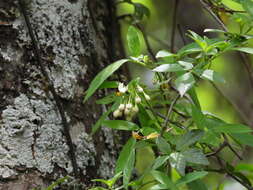 Image of Solanum appendiculatum Humb. & Bonpl. ex Dun.