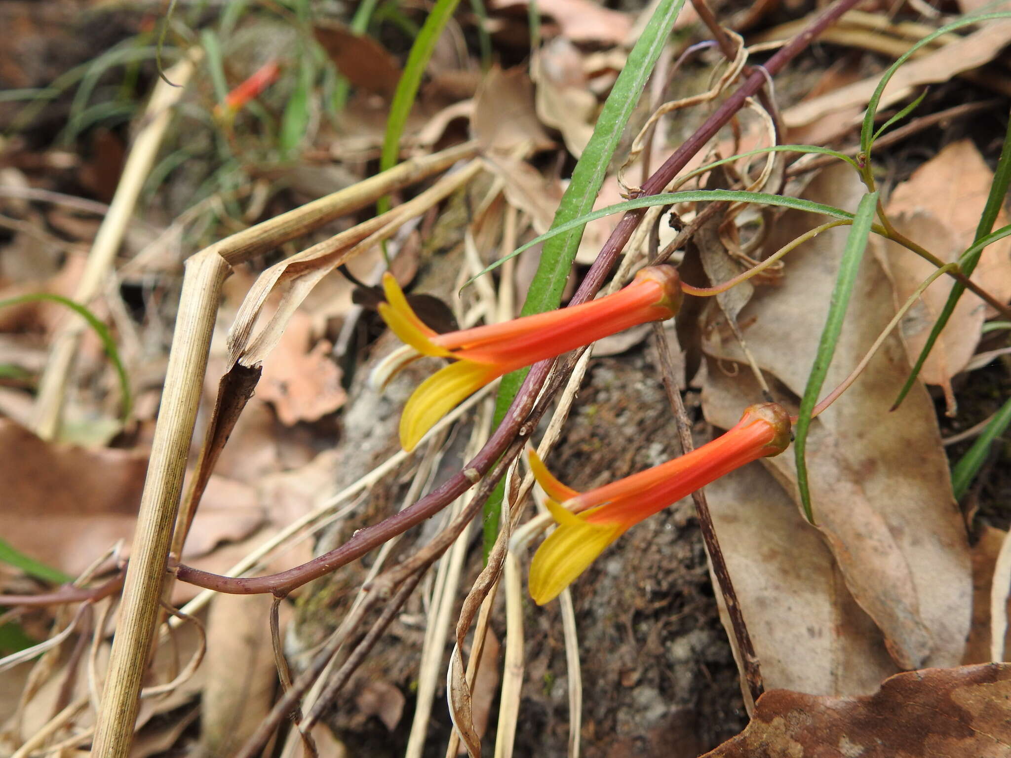 Imagem de Lobelia laxiflora Kunth