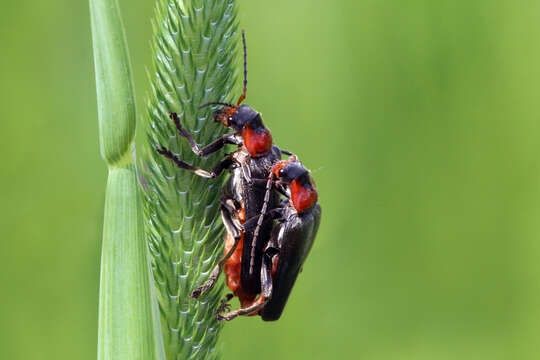 Imagem de Cantharis fusca