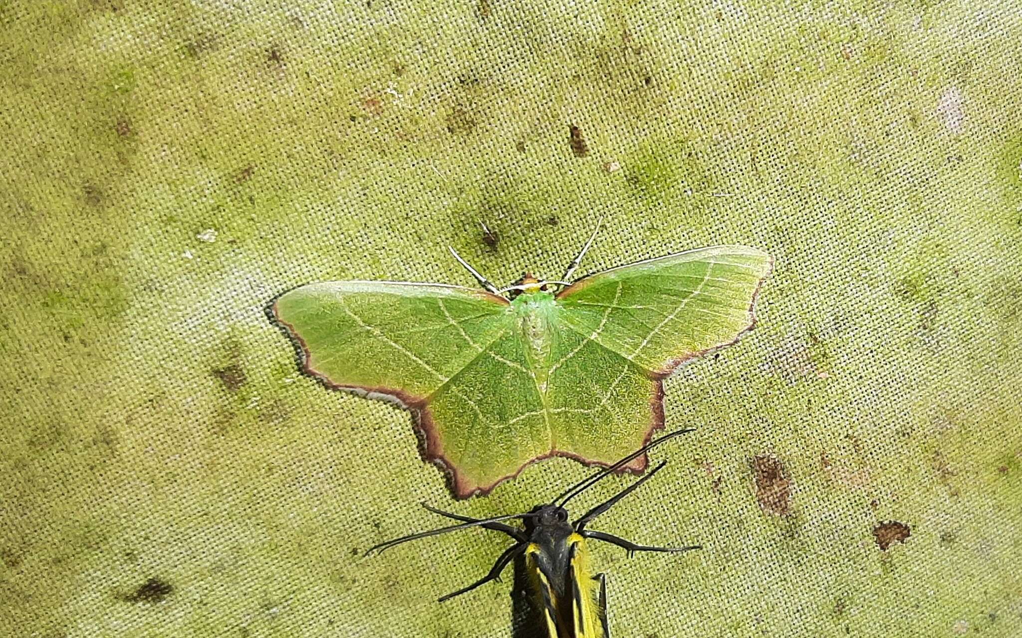 Image of Poecilochlora minor Warren 1904