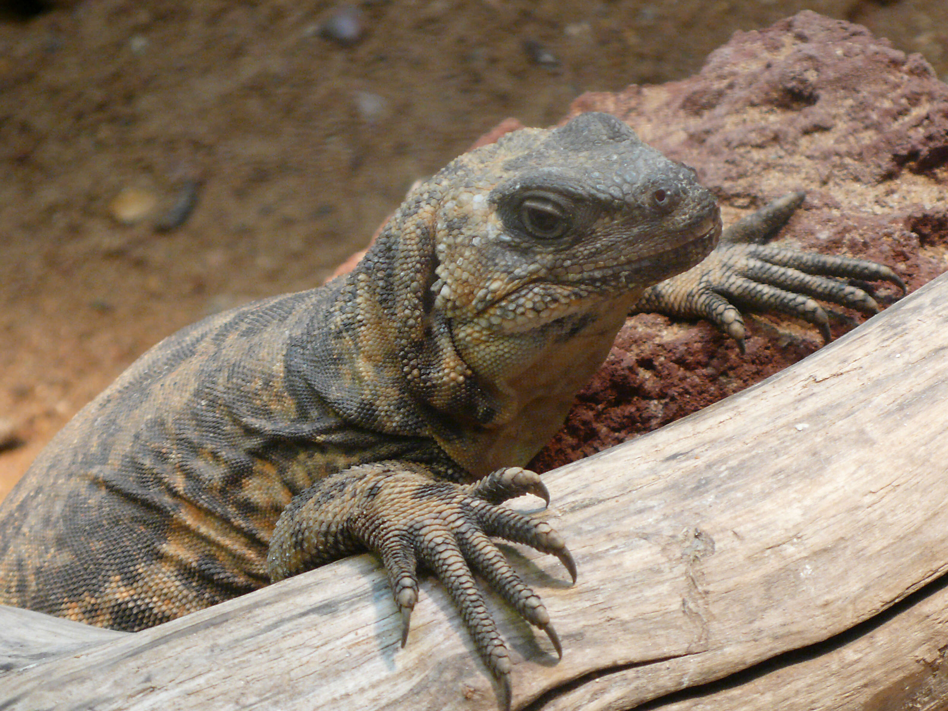 Image of San Esteban Island chuckwalla