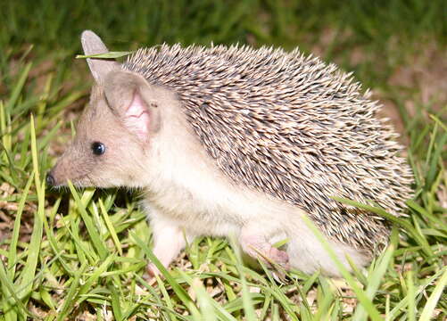 Image of Steppe Hedgehogs