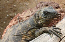 Image of San Esteban Island chuckwalla