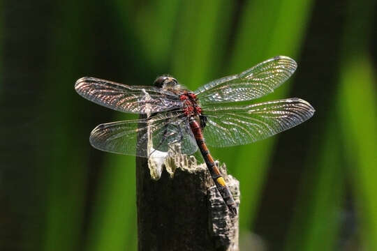 Image of Yellow-spotted Whiteface