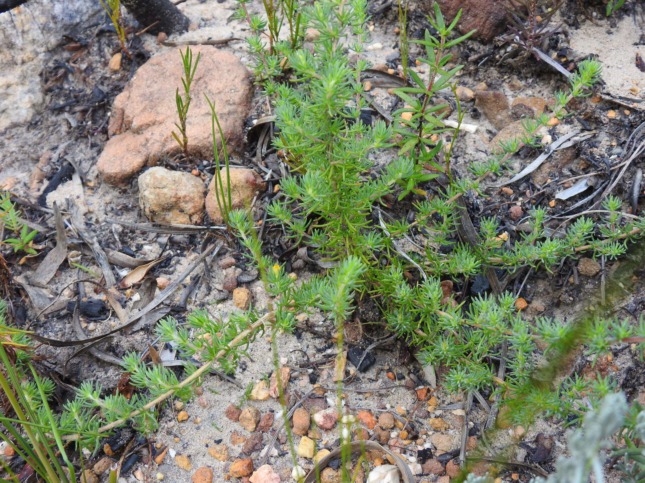 Слика од Aspalathus juniperina subsp. juniperina