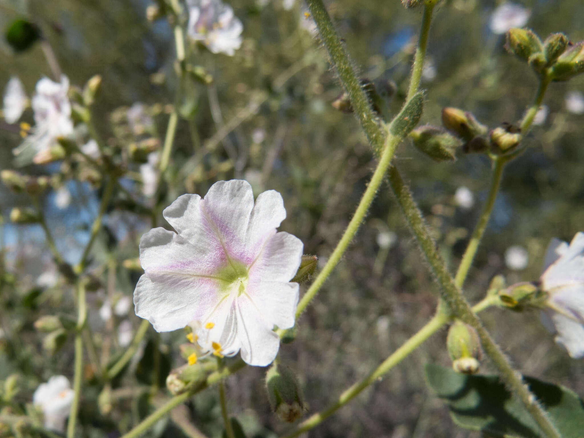 Слика од Mirabilis laevis var. villosa (Kellogg) Spellenberg