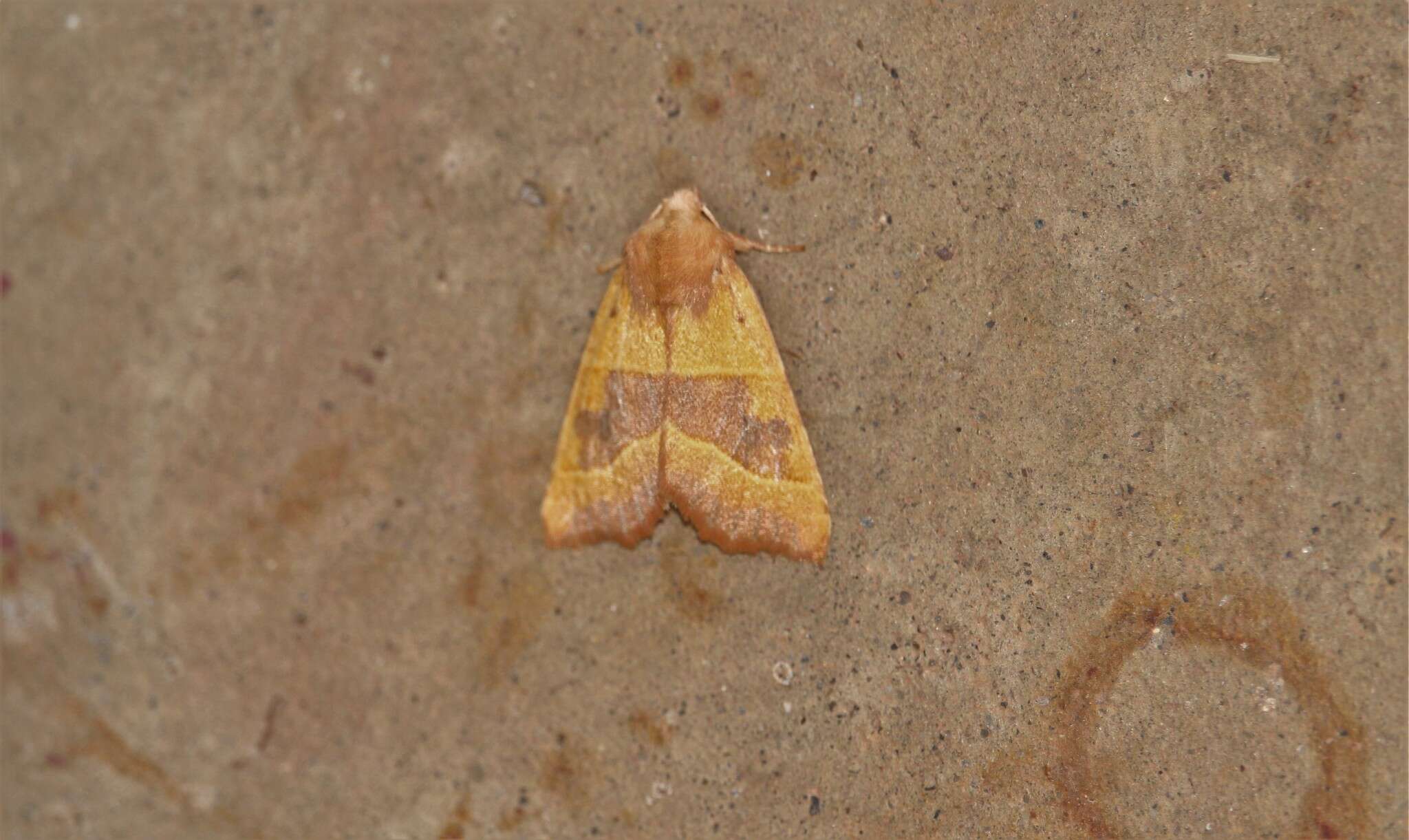 Atethmia centrago Haworth 1809的圖片