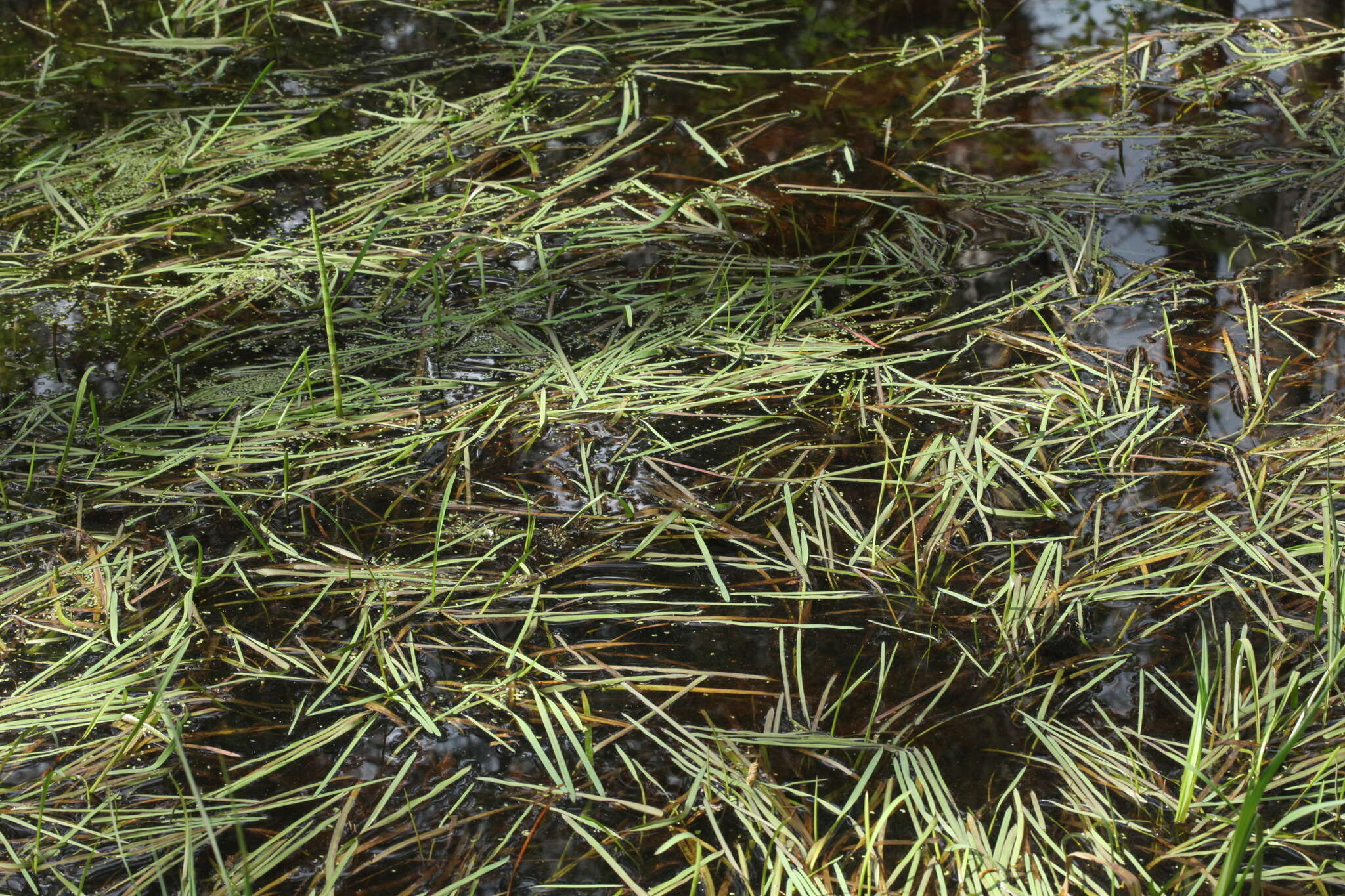 Image of flote-grass, floating sweet-grass