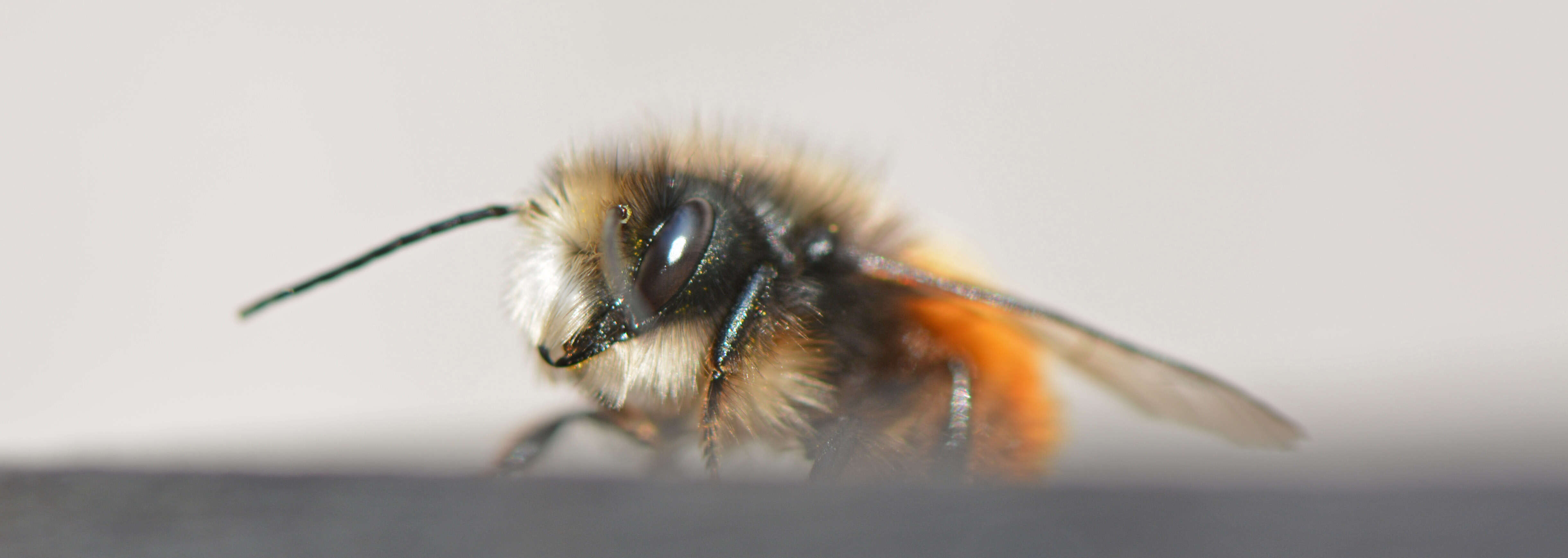 Image of Osmia cornuta (Latreille 1805)