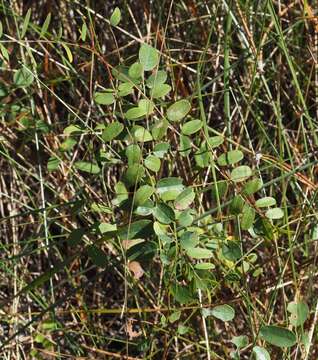 Image of Georgia Indigo-Bush