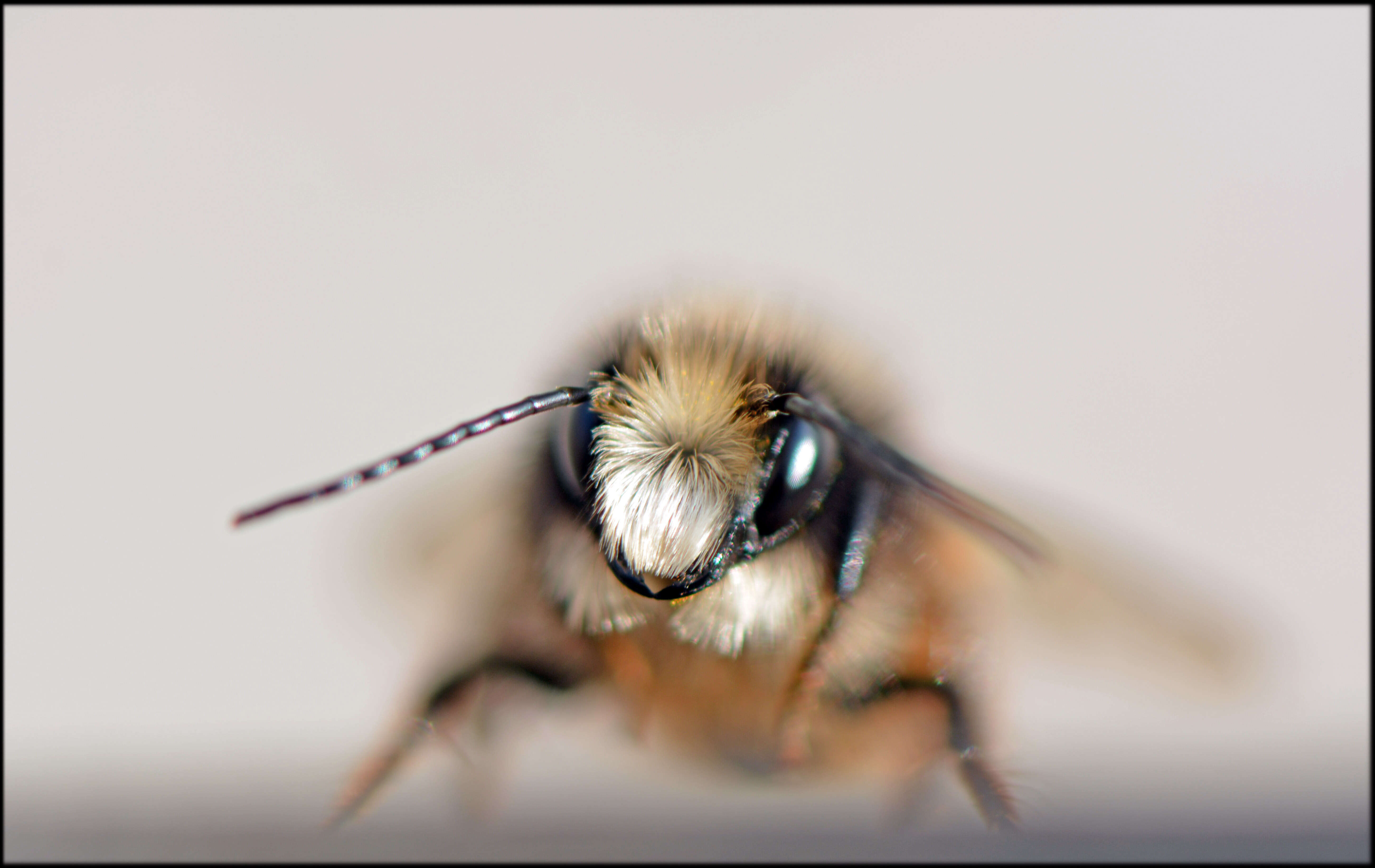 Image of Osmia cornuta (Latreille 1805)