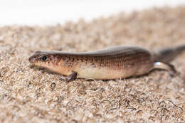 Image of Black-tailed Bar-lipped Skink