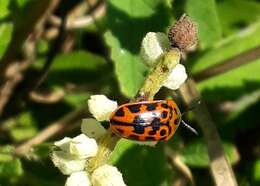 Слика од Eurypedus peltoides Boheman 1854