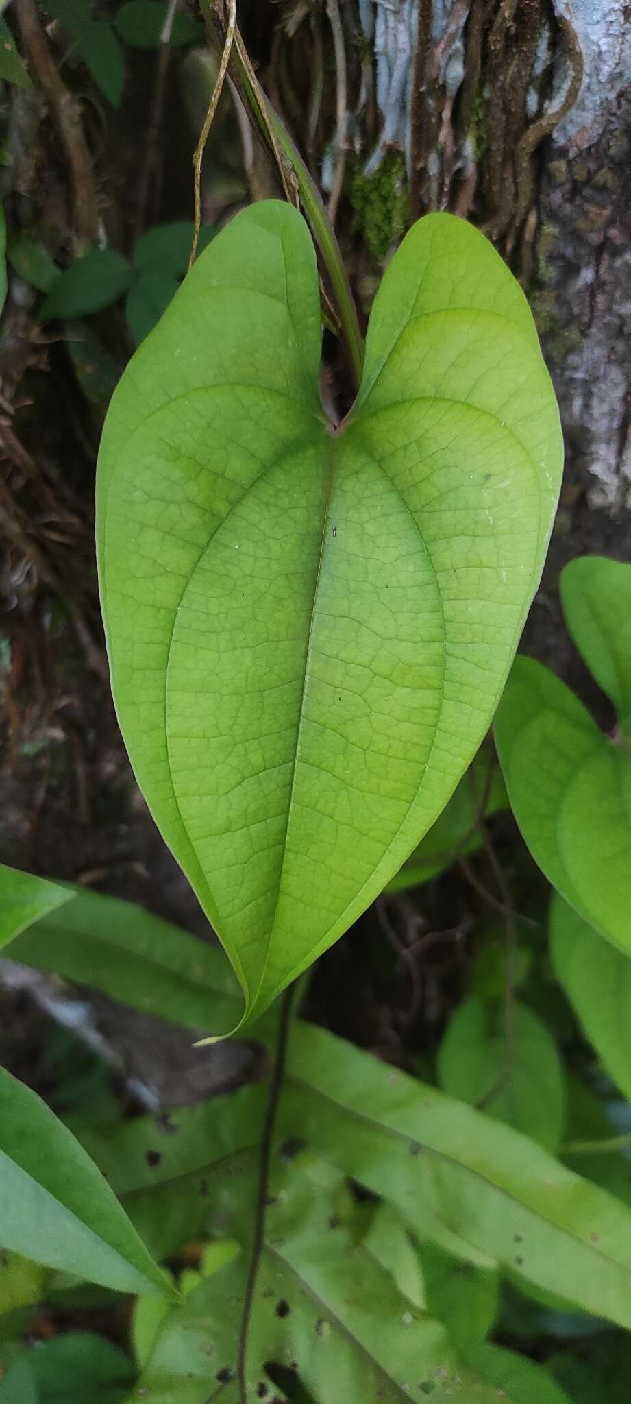 Image of water yam