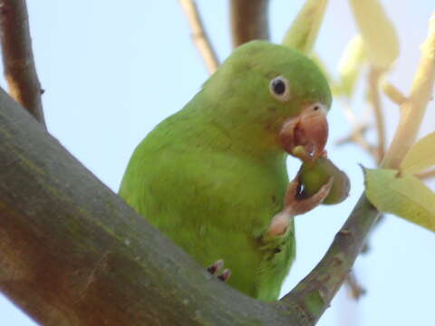 Image of Yellow-chevroned Parakeet