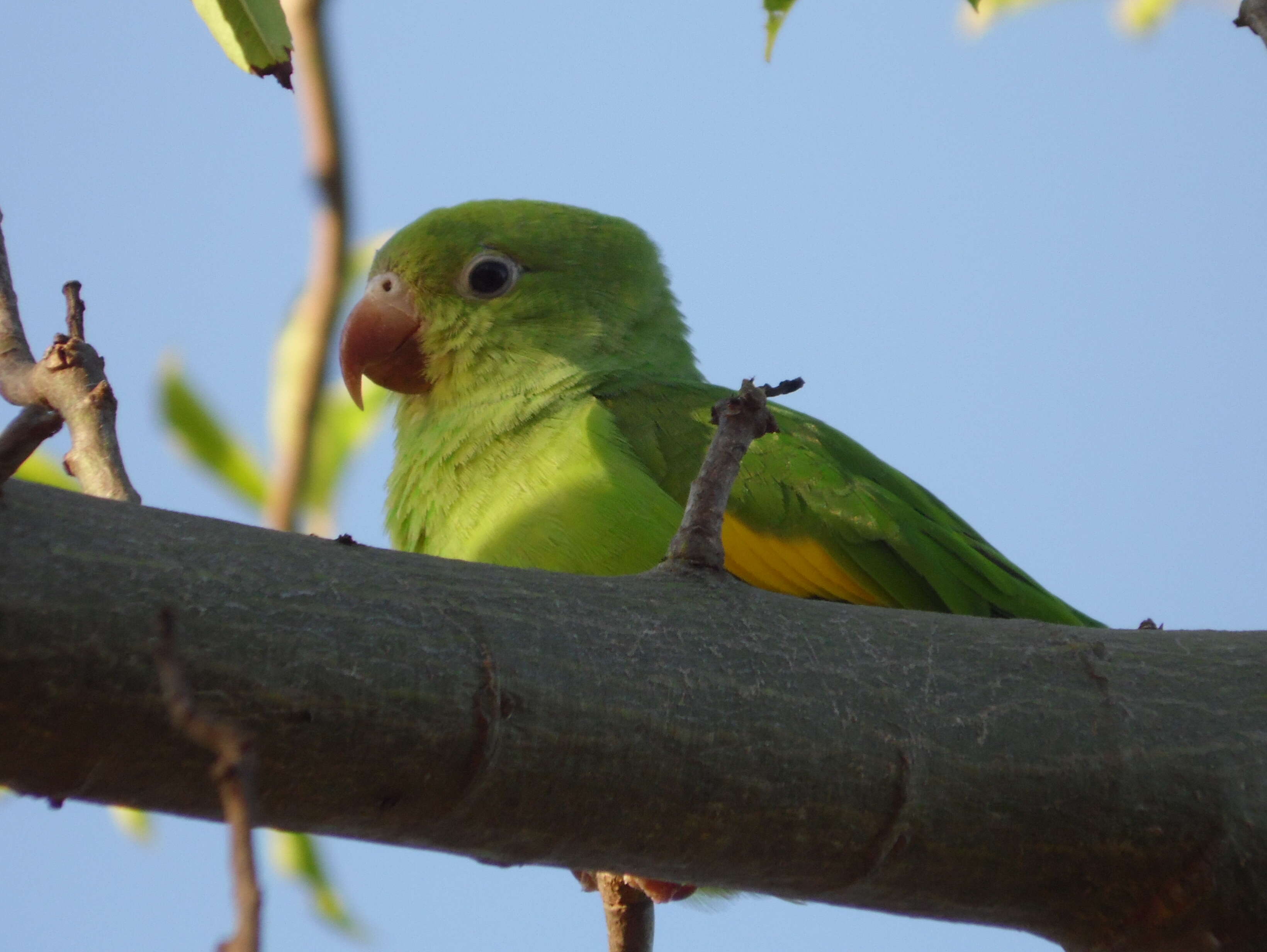 Image of Yellow-chevroned Parakeet