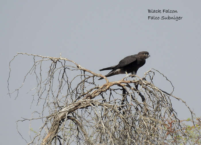 Image of Black Falcon