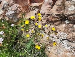 Image of Rusby's hawkweed