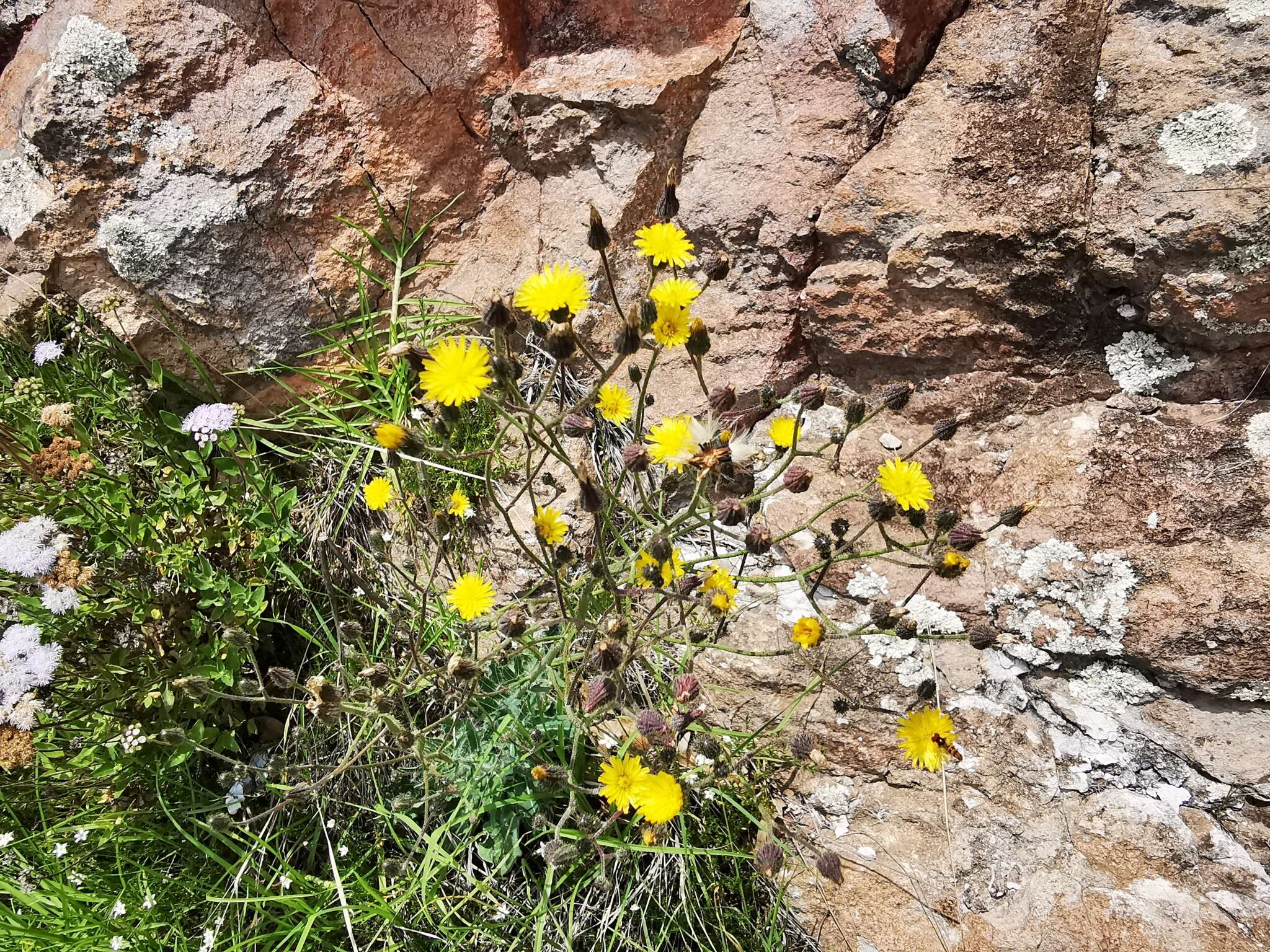 Imagem de Pilosella abscissa (Less.) F. W. Schultz & Sch. Bip.