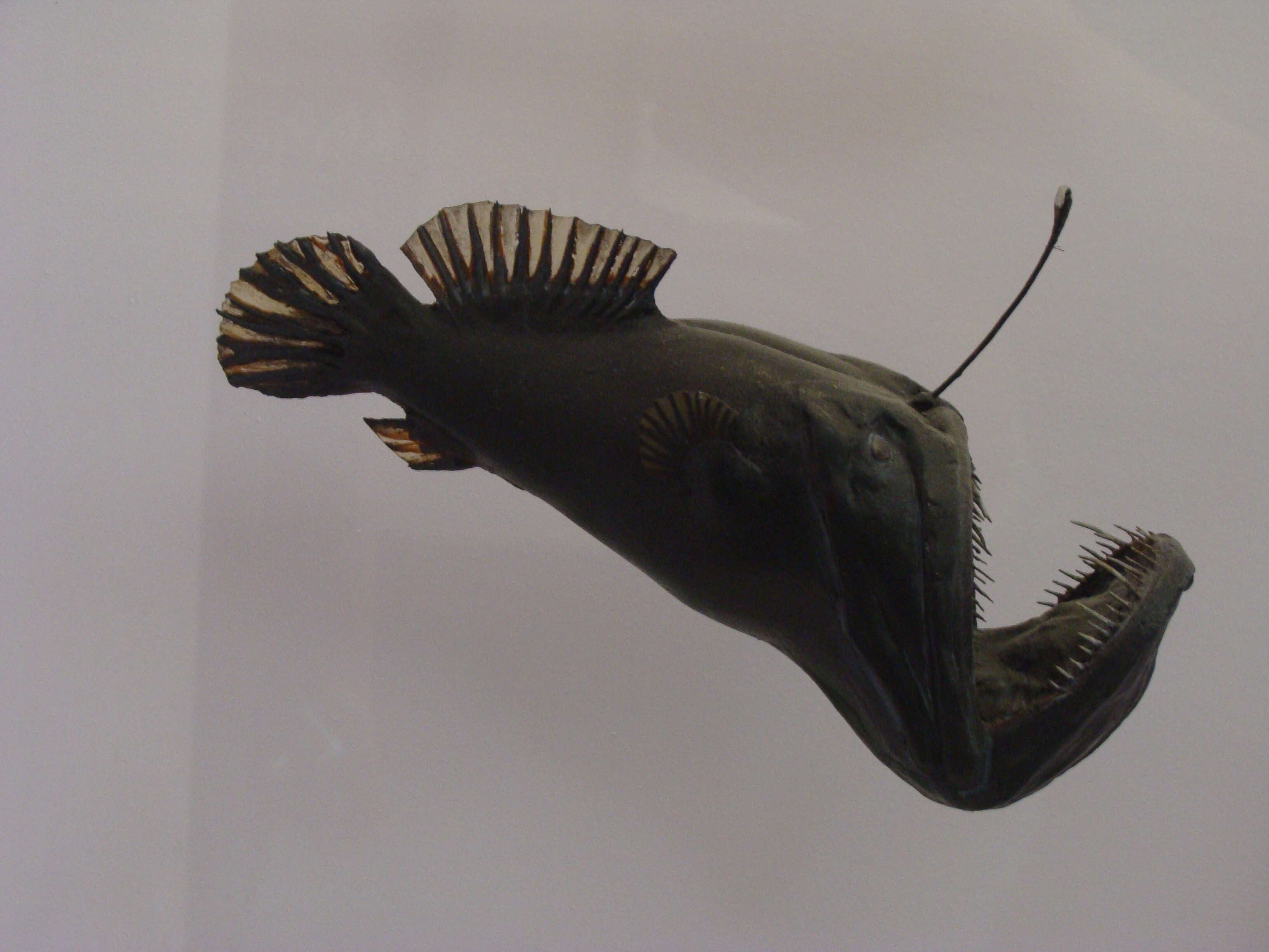 Image of black seadevils